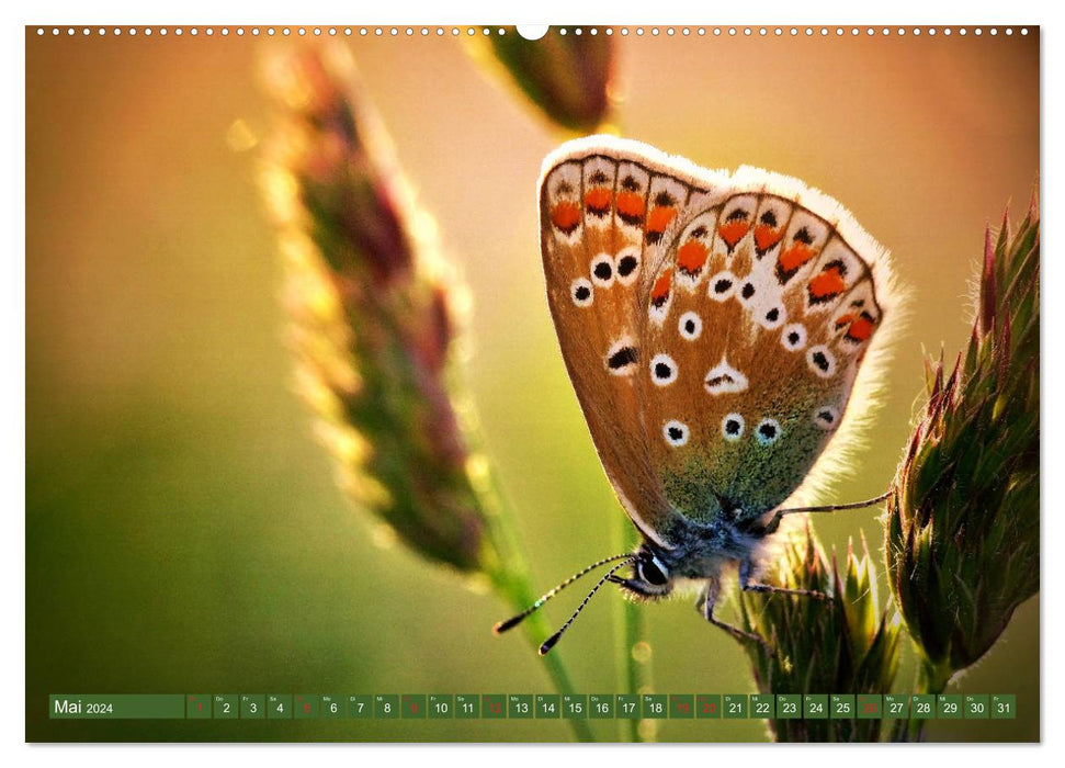 Schmetterlinge im Fokus (CALVENDO Wandkalender 2024)