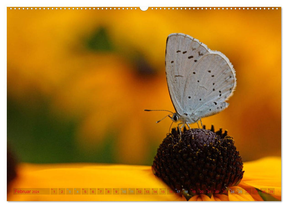 Mit Schmetterlingen durch das Jahr (CALVENDO Wandkalender 2024)