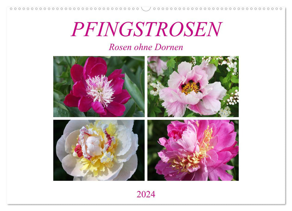 PFINGSTROSEN Rosen ohne Dornen (CALVENDO Wandkalender 2024)