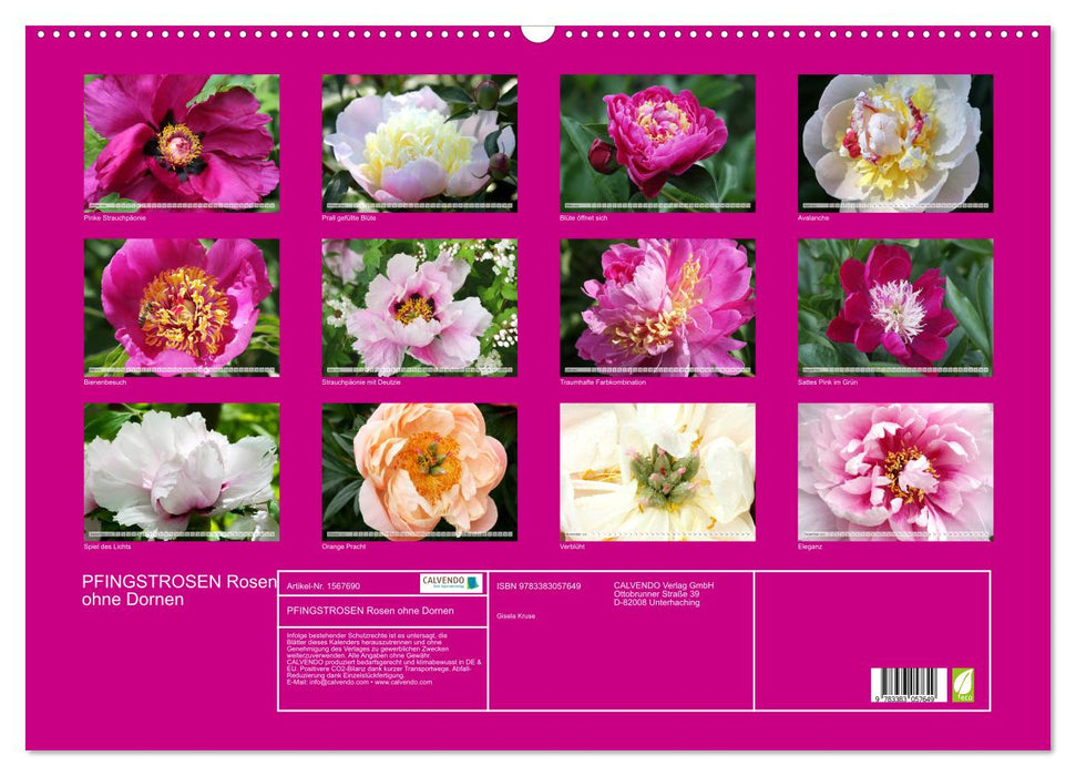 PFINGSTROSEN Rosen ohne Dornen (CALVENDO Wandkalender 2024)