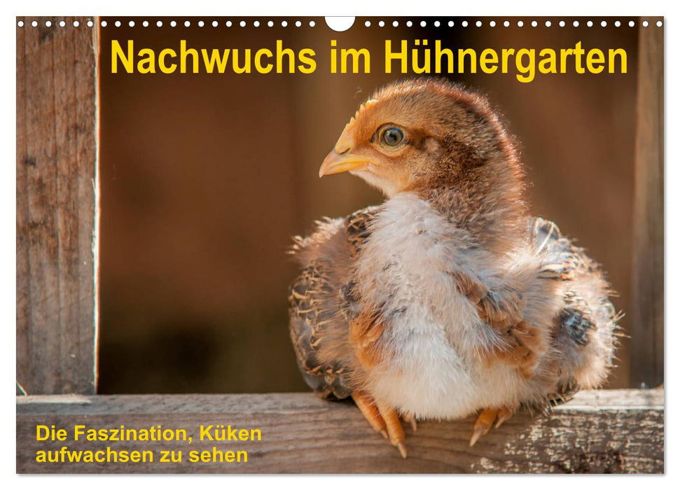 Nachwuchs im Hühnergarten (CALVENDO Wandkalender 2024)