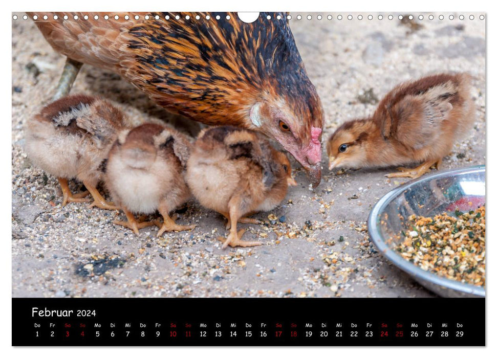 Nachwuchs im Hühnergarten (CALVENDO Wandkalender 2024)