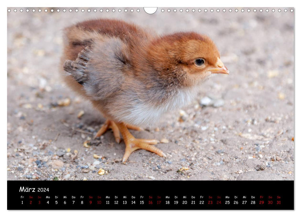 Nachwuchs im Hühnergarten (CALVENDO Wandkalender 2024)