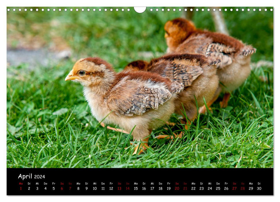 Nachwuchs im Hühnergarten (CALVENDO Wandkalender 2024)