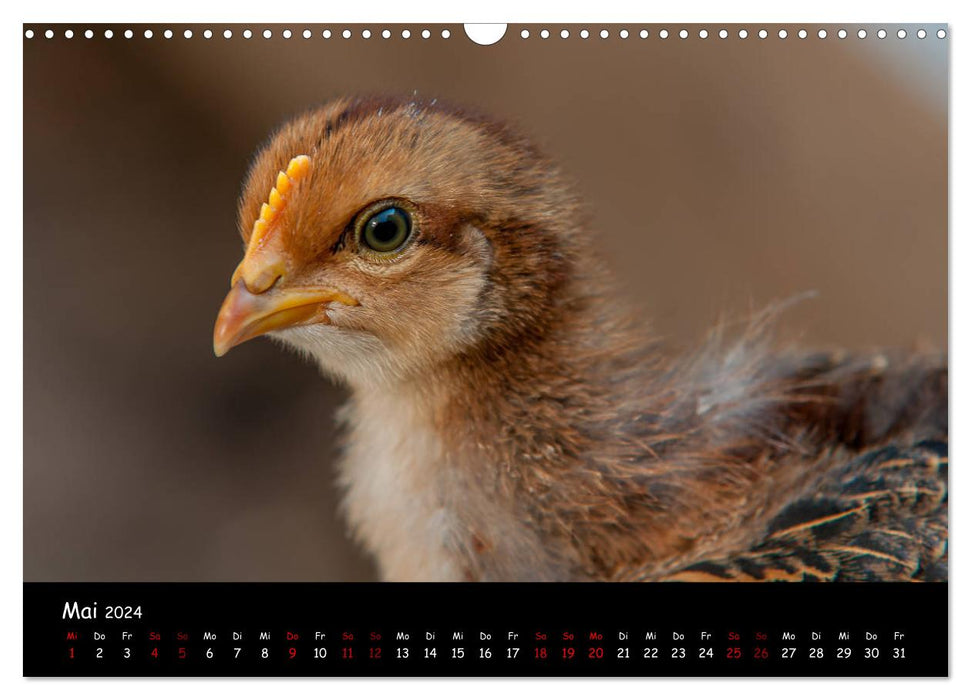 Nachwuchs im Hühnergarten (CALVENDO Wandkalender 2024)
