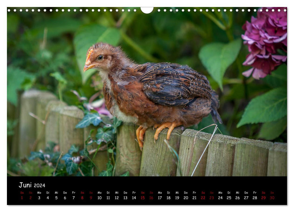 Nachwuchs im Hühnergarten (CALVENDO Wandkalender 2024)