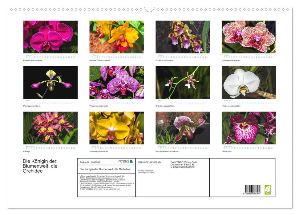 Die Königin der Blumenwelt, die Orchidee (CALVENDO Wandkalender 2024)