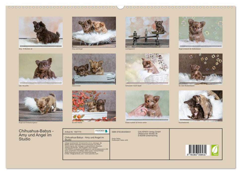 Chihuahua babies - Amy and Angel in the studio (CALVENDO Premium Wall Calendar 2024) 