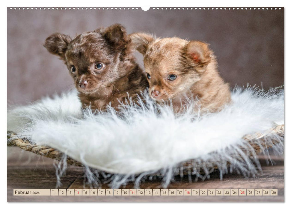 Chihuahua babies - Amy and Angel in the studio (CALVENDO Premium Wall Calendar 2024) 