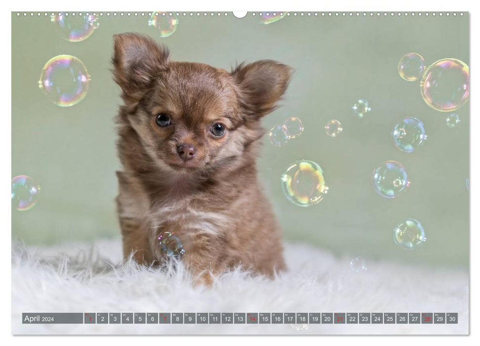 Chihuahua-Babys - Amy und Angel im Studio (CALVENDO Premium Wandkalender 2024)