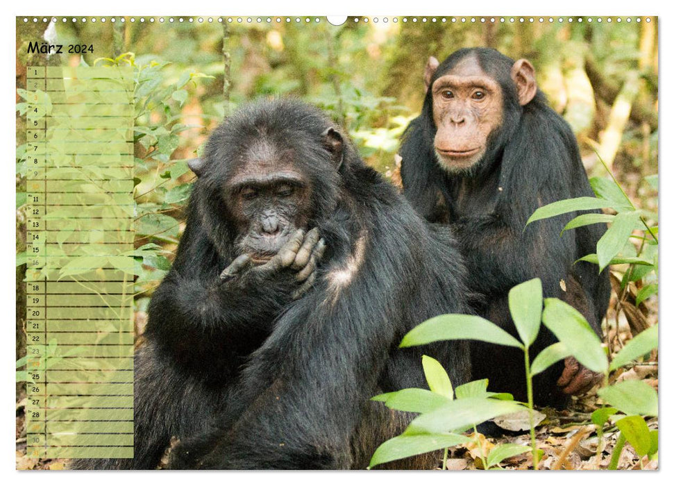 Monkeys in the wild, our closest relatives (CALVENDO Premium Wall Calendar 2024) 