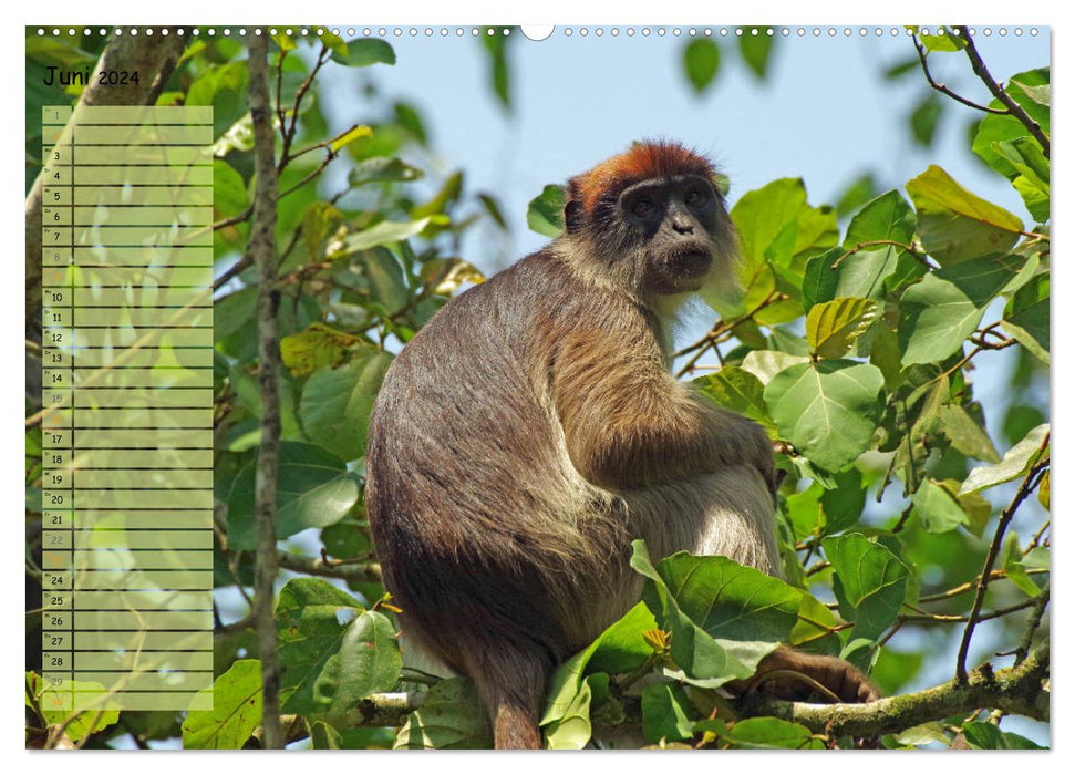 In freier Natur Affen, unsere nächsten Verwandten (CALVENDO Premium Wandkalender 2024)