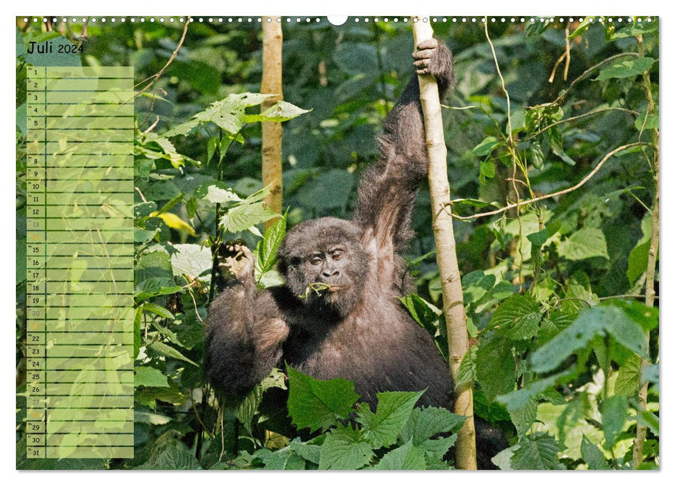 In freier Natur Affen, unsere nächsten Verwandten (CALVENDO Premium Wandkalender 2024)