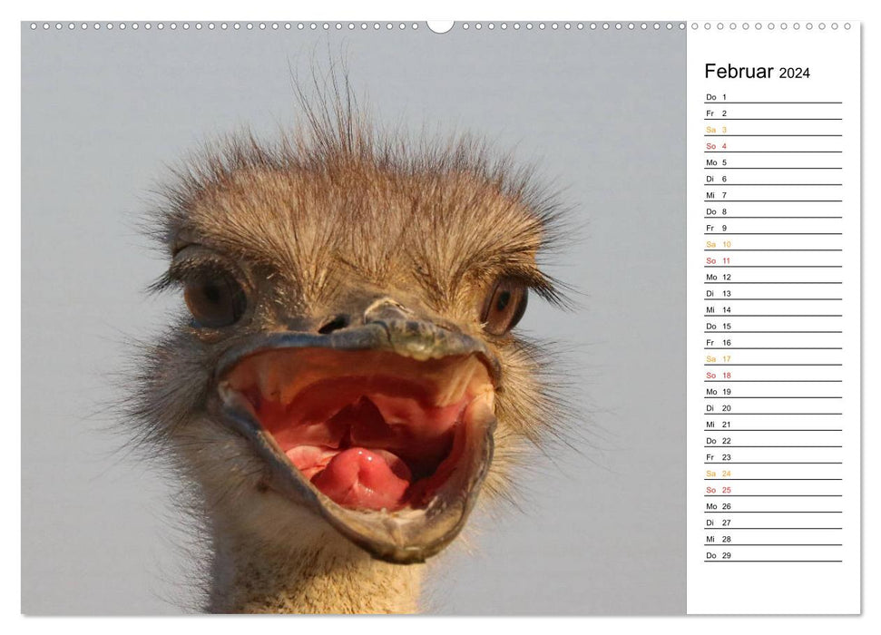 Ostriches in Africa (CALVENDO wall calendar 2024) 