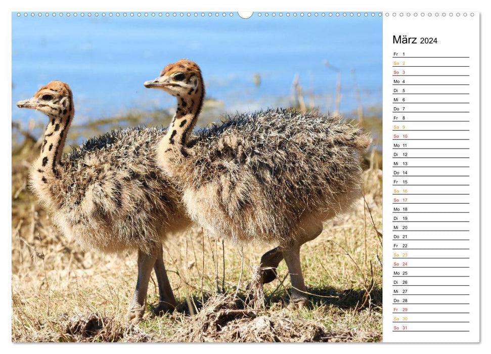 Ostriches in Africa (CALVENDO wall calendar 2024) 