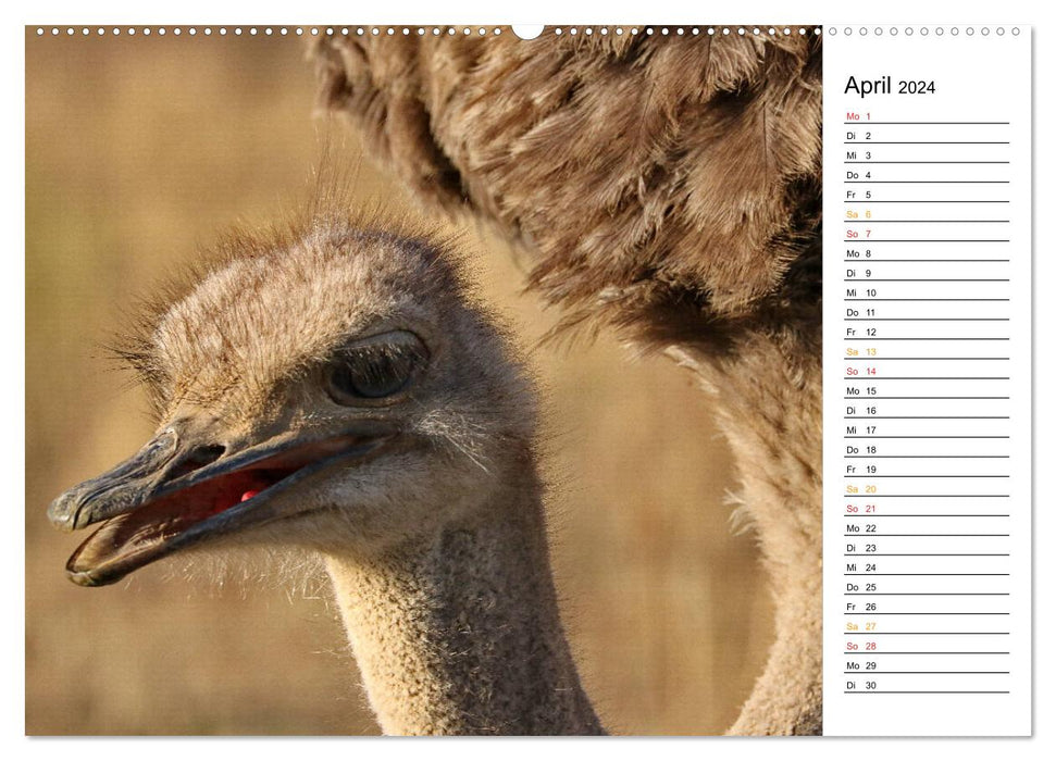 Ostriches in Africa (CALVENDO wall calendar 2024) 