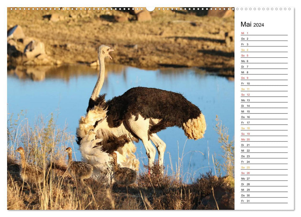 Strausse in Afrika (CALVENDO Wandkalender 2024)