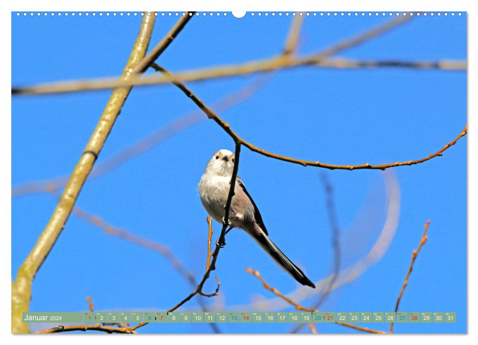 Long-tailed Tits (CALVENDO Premium Wall Calendar 2024) 