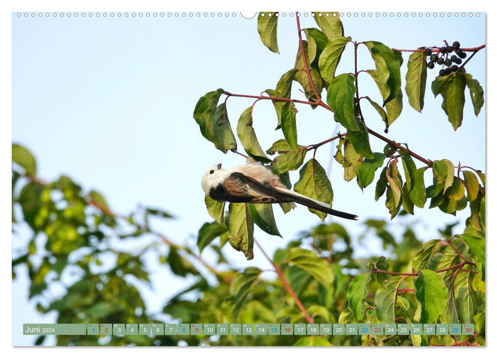 Long-tailed Tits (CALVENDO Premium Wall Calendar 2024) 