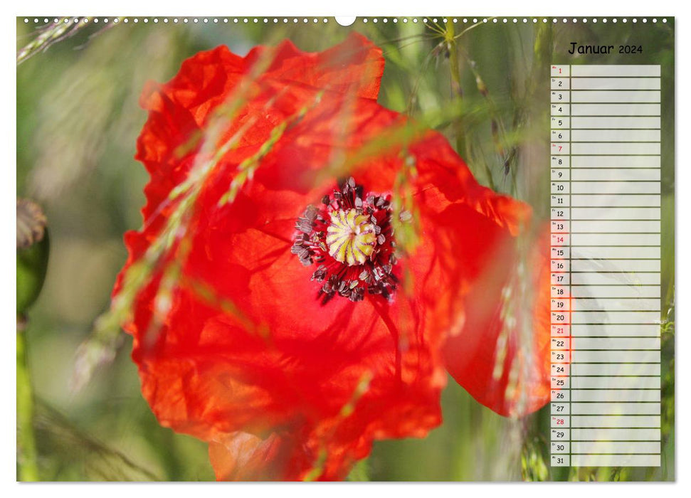 Corn poppies in the field (CALVENDO Premium Wall Calendar 2024) 