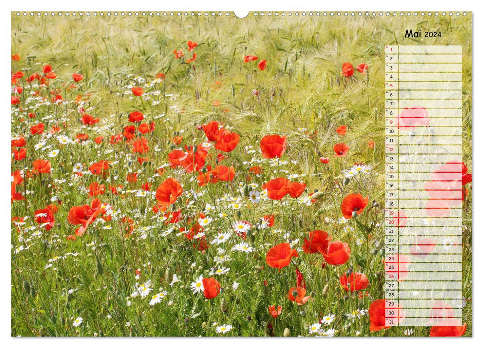 Corn poppies in the field (CALVENDO Premium Wall Calendar 2024) 