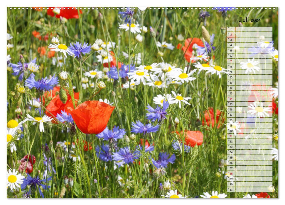 Corn poppies in the field (CALVENDO Premium Wall Calendar 2024) 