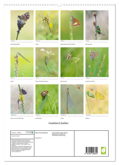 Insects, beauties of nature (CALVENDO Premium Wall Calendar 2024) 