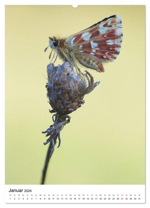 Insekten,Schönheiten der Natur (CALVENDO Premium Wandkalender 2024)