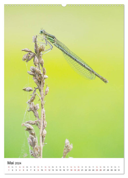 Insekten,Schönheiten der Natur (CALVENDO Premium Wandkalender 2024)