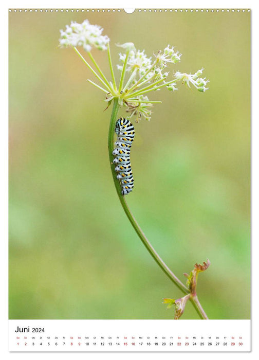Insectes, beautés de la nature (Calendrier mural CALVENDO Premium 2024) 