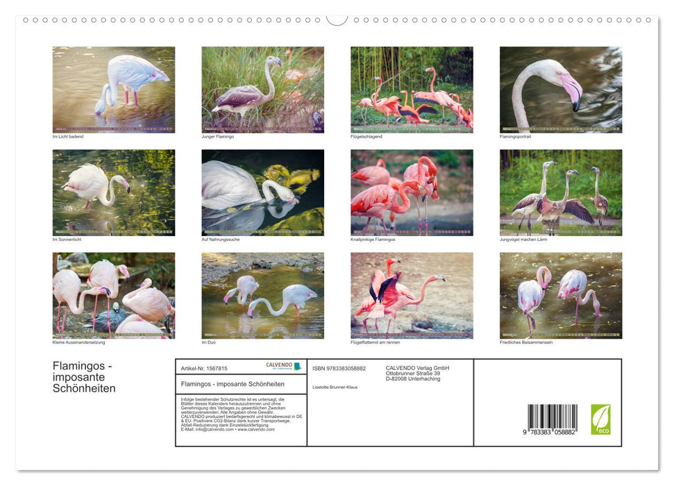 Flamingos - imposante Schönheiten (CALVENDO Premium Wandkalender 2024)