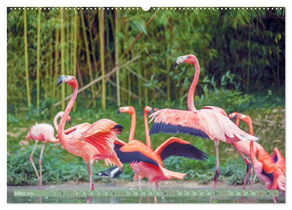 Flamingos - impressive beauties (CALVENDO Premium Wall Calendar 2024) 