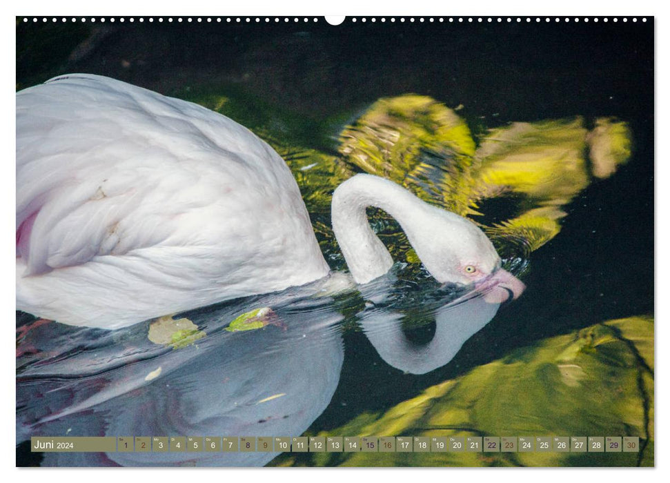 Flamingos - imposante Schönheiten (CALVENDO Premium Wandkalender 2024)