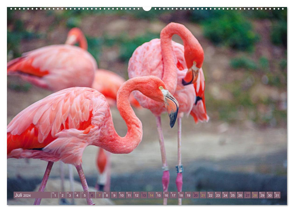 Flamingos - impressive beauties (CALVENDO Premium Wall Calendar 2024) 