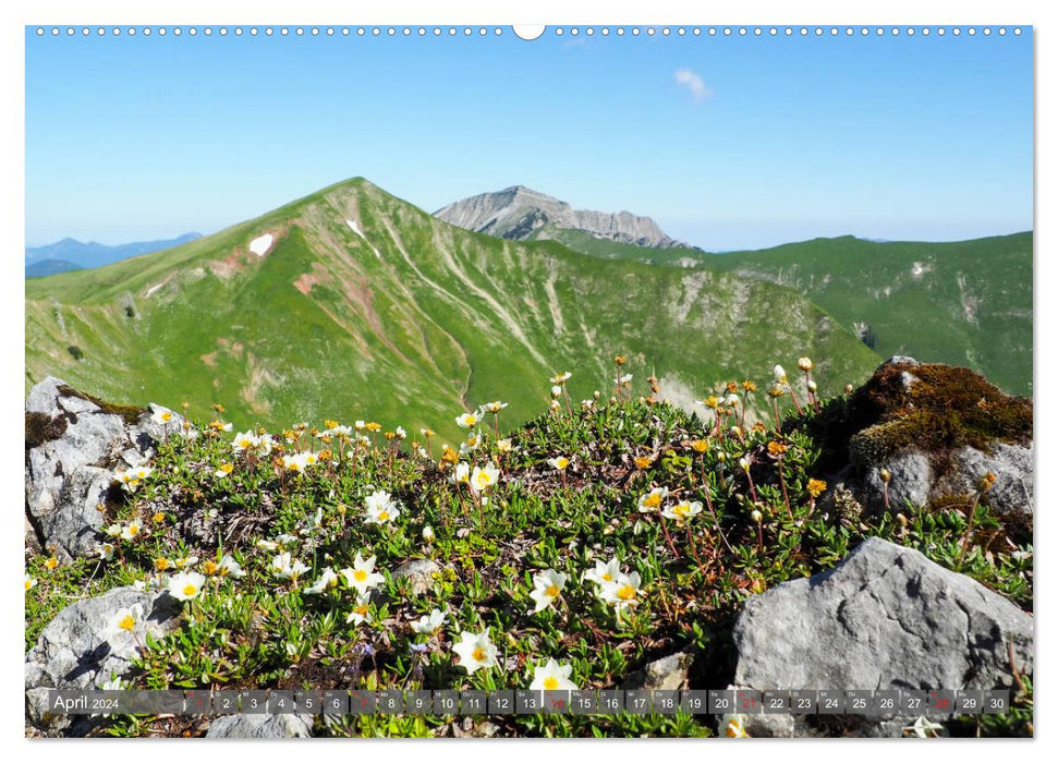 Flora of the Alps (CALVENDO wall calendar 2024) 