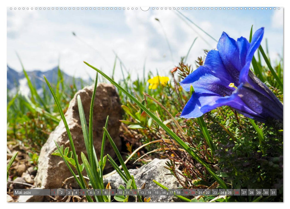 Flore des Alpes (Calendrier mural CALVENDO 2024) 