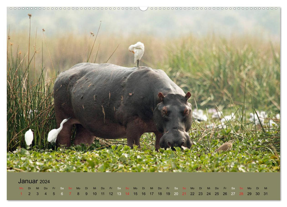 Afrikas Schwergewichte Elefant, Nashorn und Nilpferd (CALVENDO Premium Wandkalender 2024)