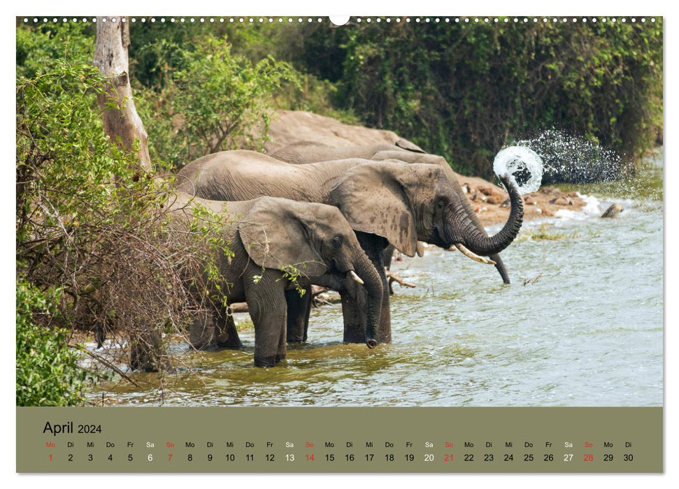 Afrikas Schwergewichte Elefant, Nashorn und Nilpferd (CALVENDO Premium Wandkalender 2024)