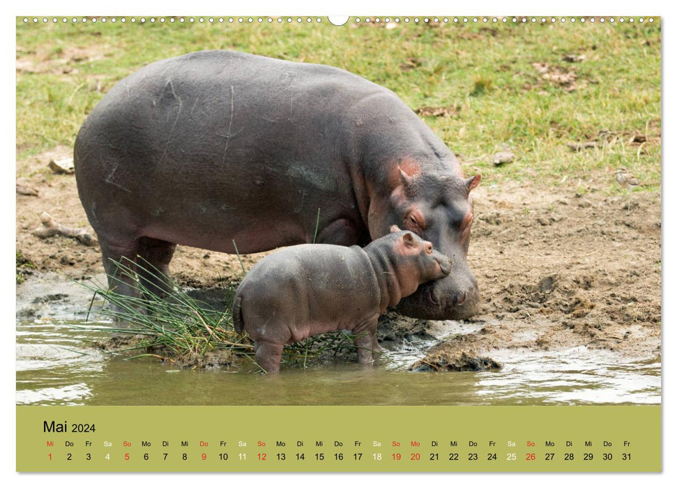 Afrikas Schwergewichte Elefant, Nashorn und Nilpferd (CALVENDO Premium Wandkalender 2024)