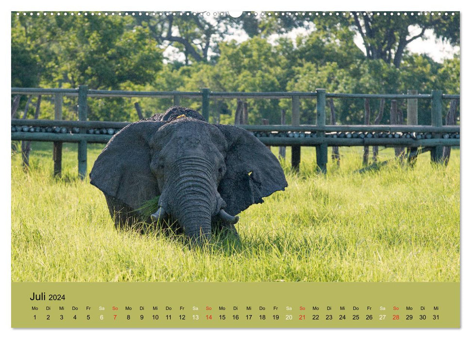 Afrikas Schwergewichte Elefant, Nashorn und Nilpferd (CALVENDO Premium Wandkalender 2024)