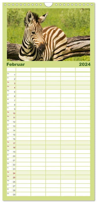 Zebras - Faszination der Wildnis (CALVENDO Familienplaner 2024)