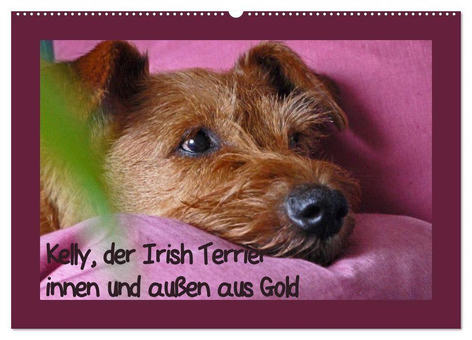 Kelly, der Irish Terrier - innen und außen aus Gold (CALVENDO Wandkalender 2024)