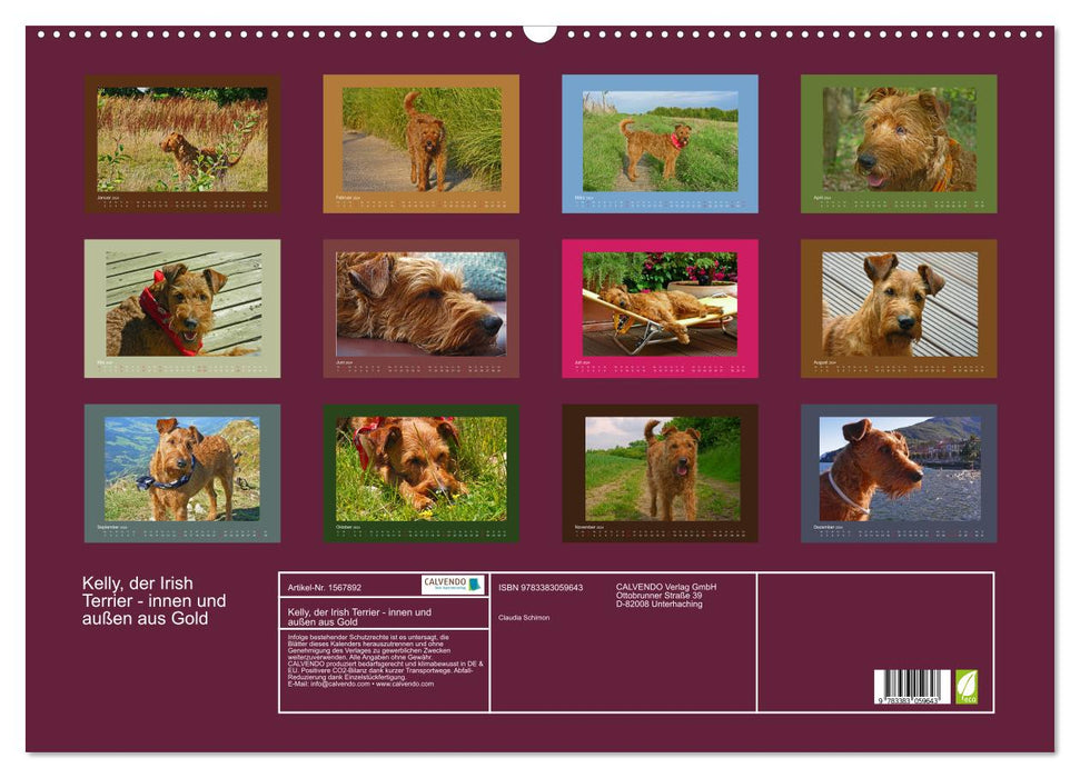 Kelly, der Irish Terrier - innen und außen aus Gold (CALVENDO Wandkalender 2024)