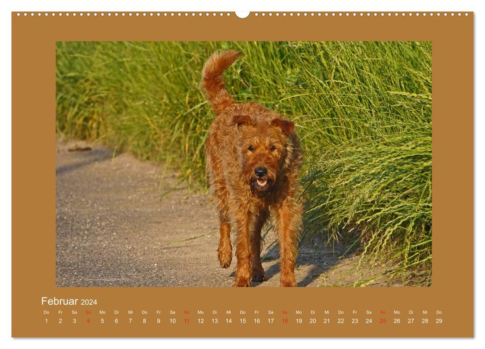 Kelly, der Irish Terrier - innen und außen aus Gold (CALVENDO Wandkalender 2024)