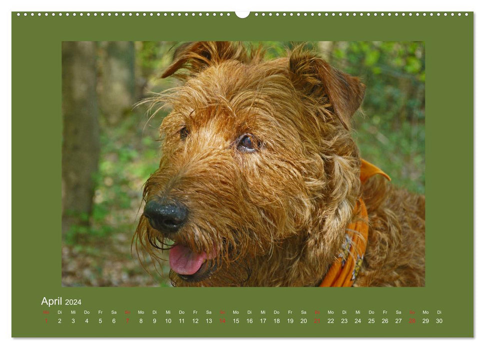 Kelly, der Irish Terrier - innen und außen aus Gold (CALVENDO Wandkalender 2024)