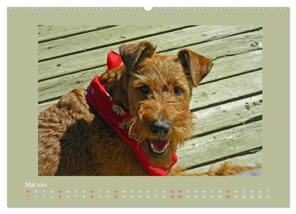 Kelly, der Irish Terrier - innen und außen aus Gold (CALVENDO Wandkalender 2024)