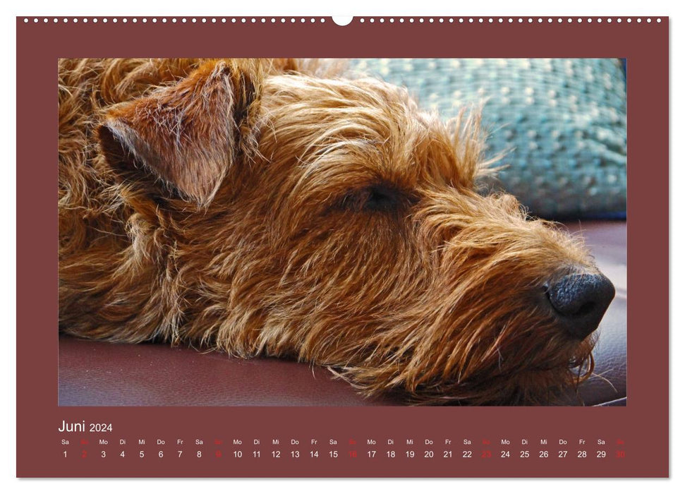 Kelly, der Irish Terrier - innen und außen aus Gold (CALVENDO Wandkalender 2024)