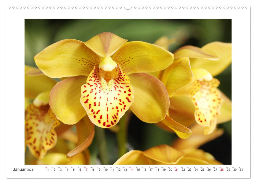 Orchids Fireworks of Colors (CALVENDO Premium Wall Calendar 2024) 