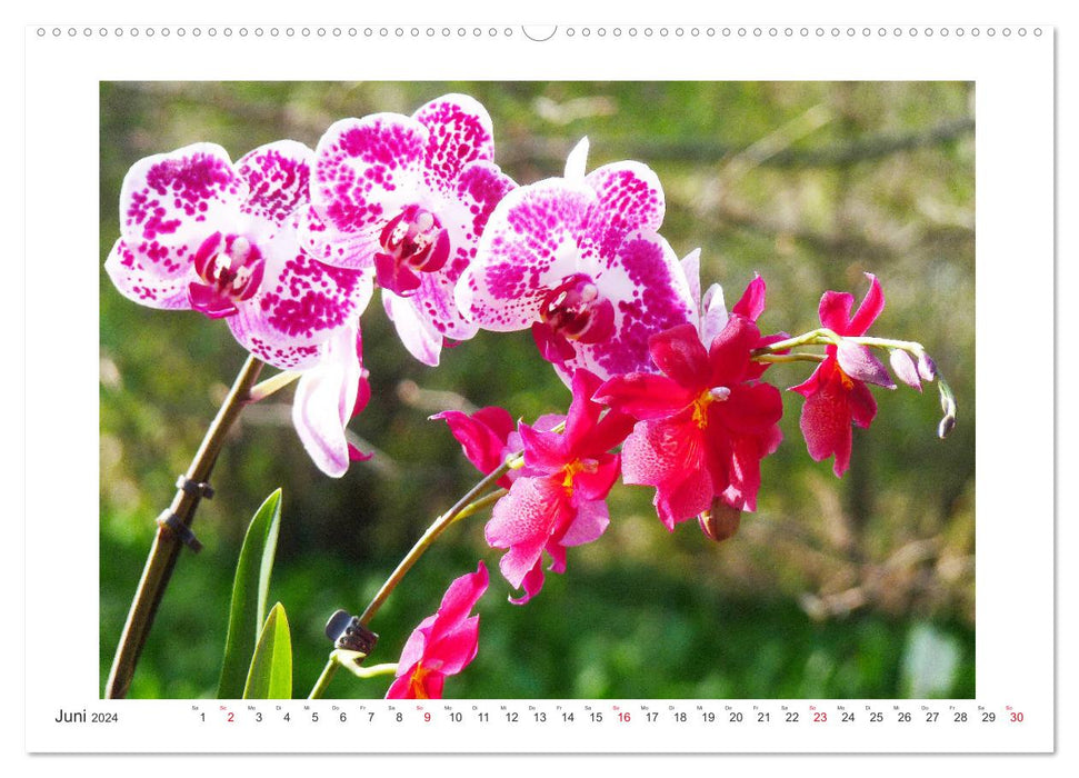 Orchideen Feuerwerk der Farben (CALVENDO Premium Wandkalender 2024)