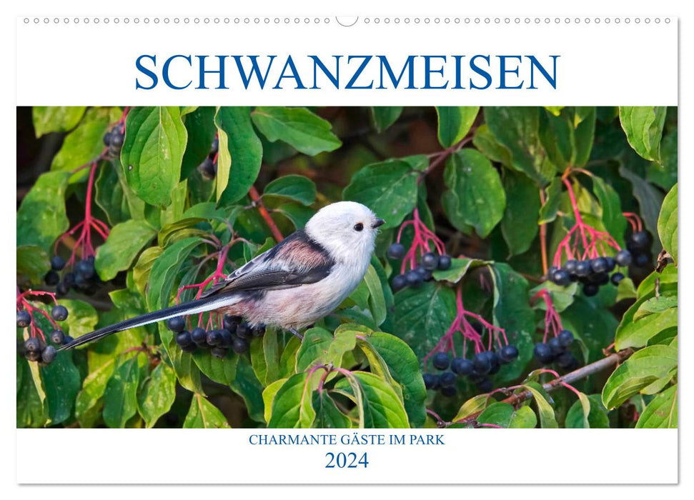 Schwanzmeisen (CALVENDO Wandkalender 2024)